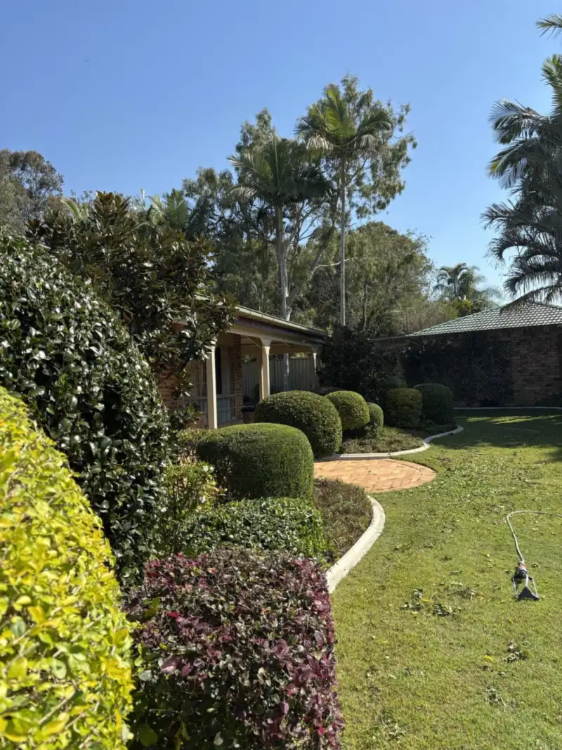Formal clipped hedges and shaped shrubs in a Moreton Bay front garden, examples of the best hedge plants for the region