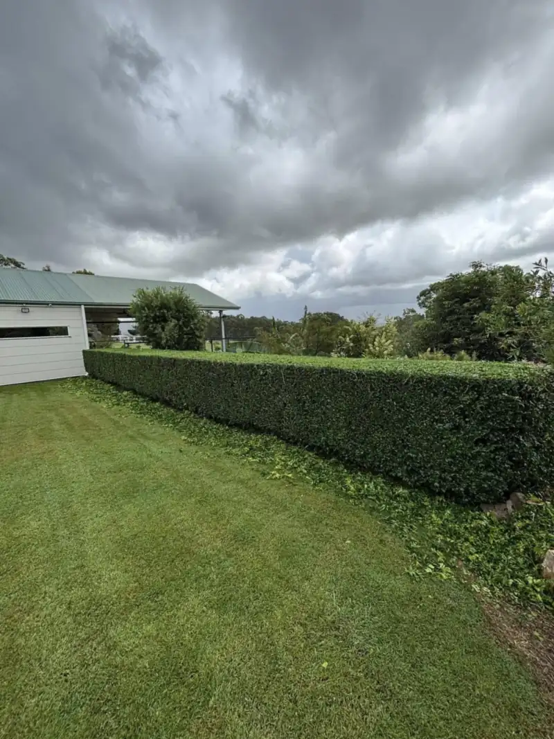Long boundary hedge freshly trimmed level in Moreton Bay, showing the best time to trim hedges in Queensland