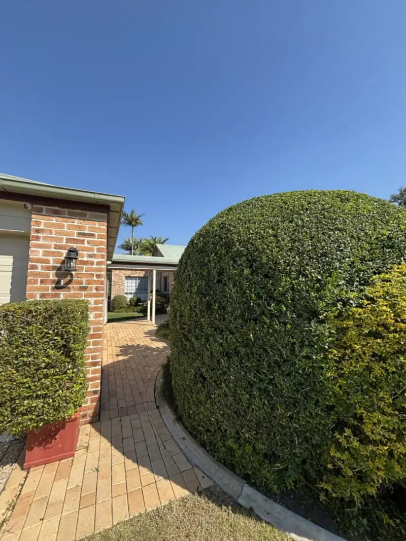 Neatly rounded hedge after hedge trimming at a Moreton Bay home