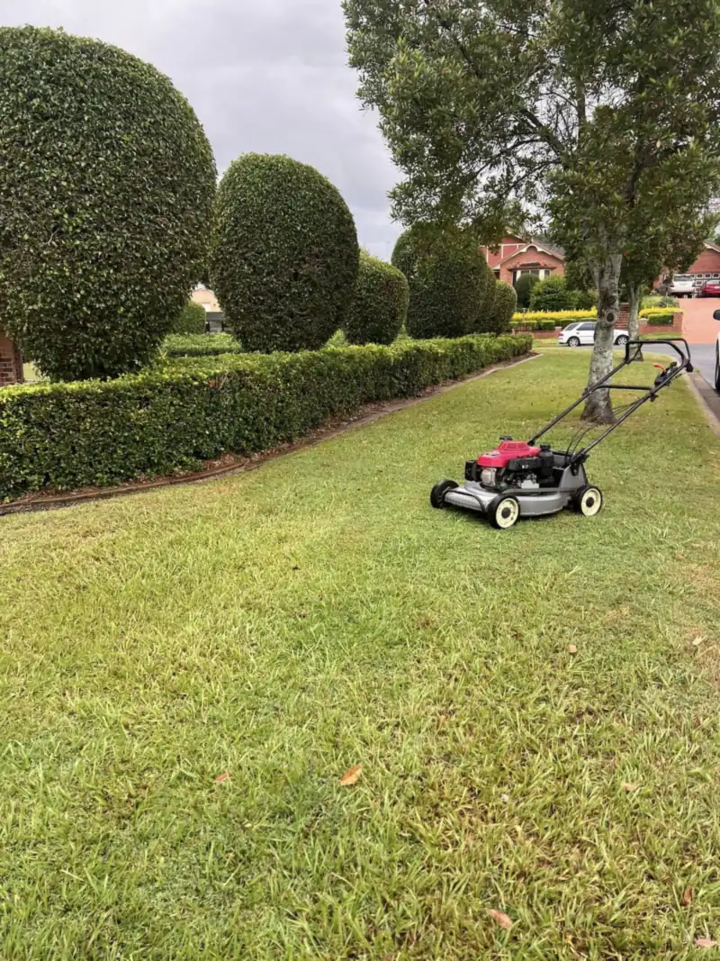Hedge trimming Moreton Bay: neatly shaped round hedges beside a freshly mown lawn