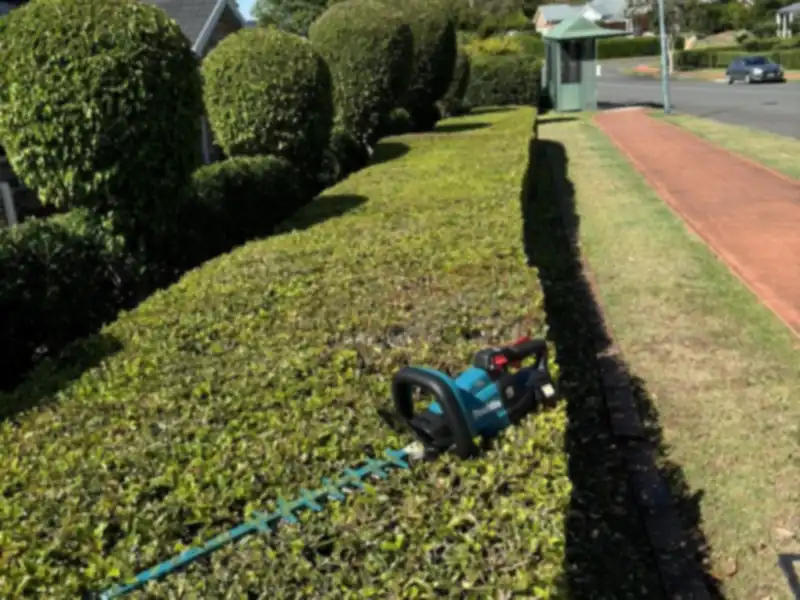 Hedge trimming Moreton Bay: hedge trimmer cutting a long boundary hedge beside a lawn